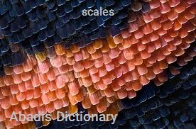 scales