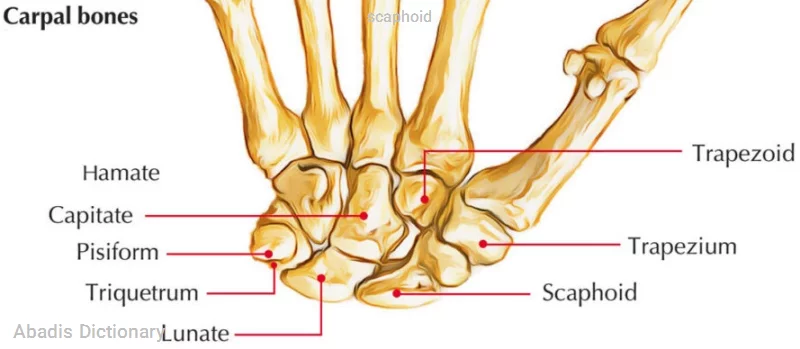 scaphoid