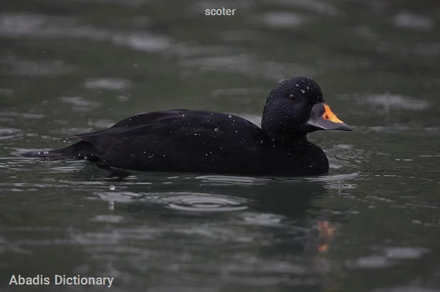 scoter