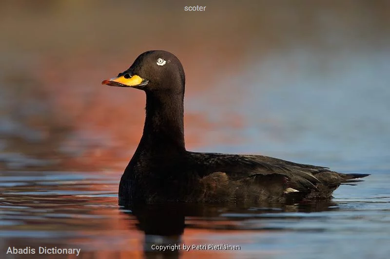scoter
