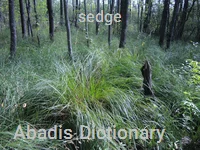 sedge