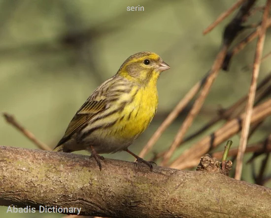 serin