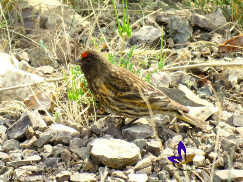 serin