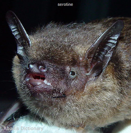 serotine