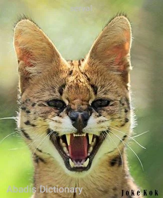 serval
