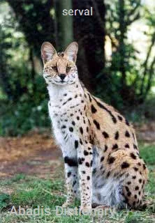 serval