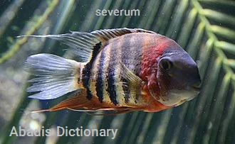 severum