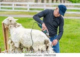 shear