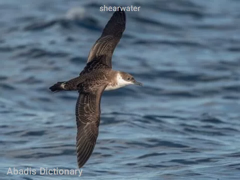 shearwater