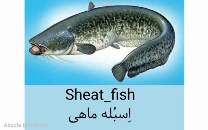 sheatfish