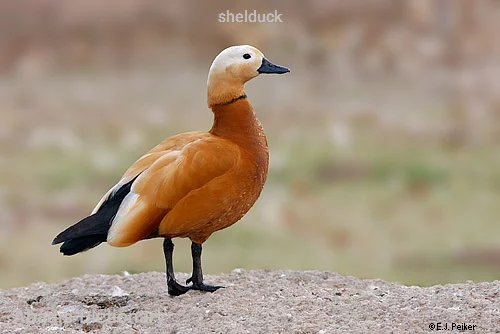 shelduck