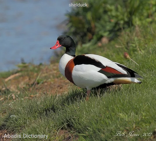 shelduck