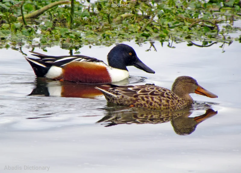 shoveler