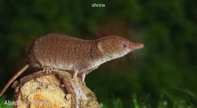 shrew