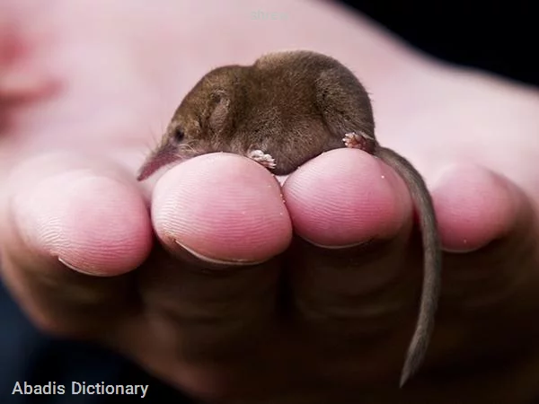 shrew