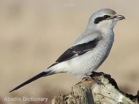 shrike
