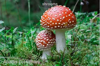 shrooms