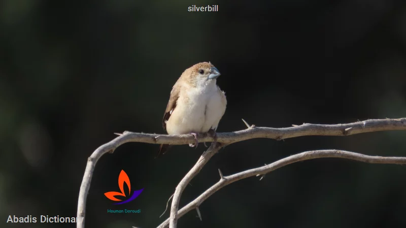 silverbill