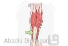 sinew