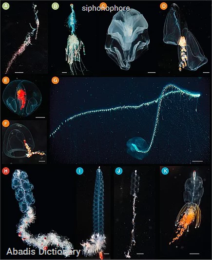 siphonophore