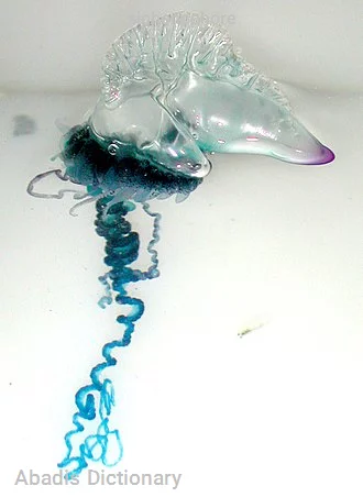 siphonophore