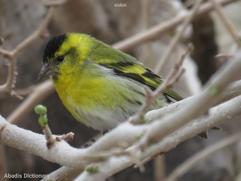 siskin