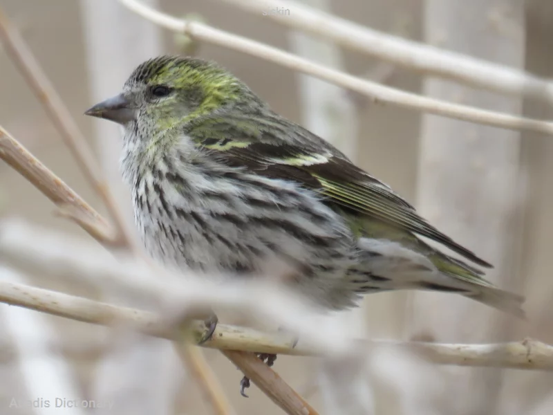 siskin