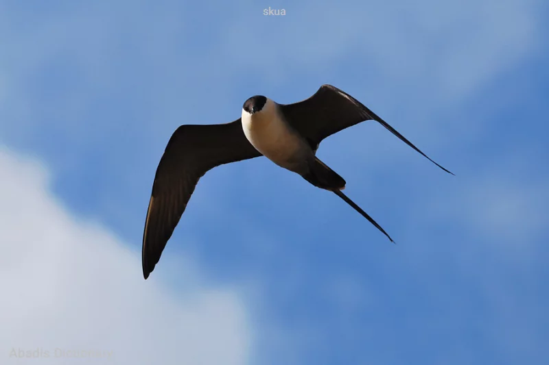 skua