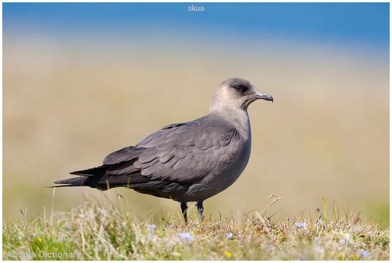 skua