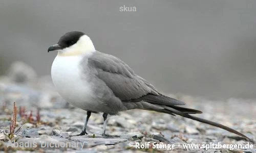 skua