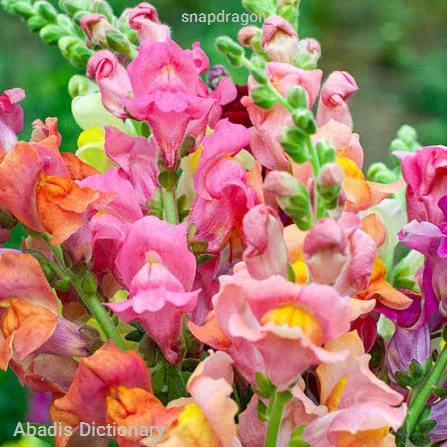 snapdragon