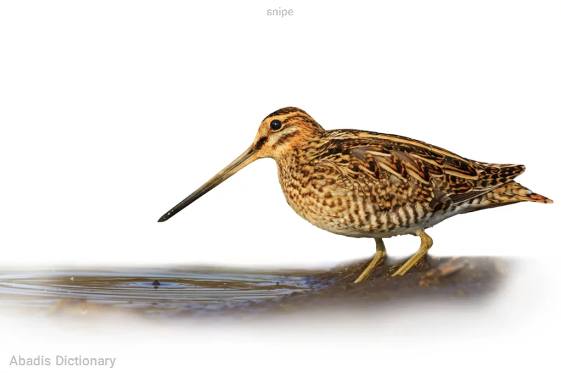 snipe