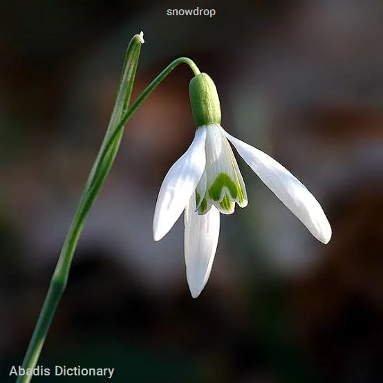 snowdrop