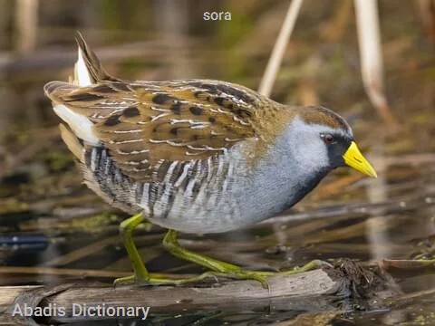 sora