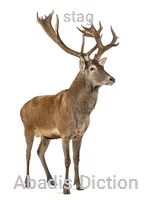 stag