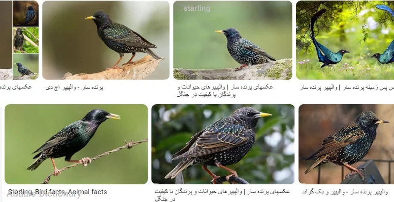 starling