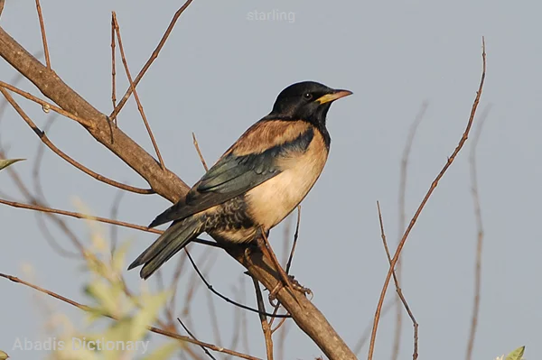 starling