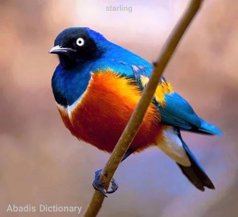 starling