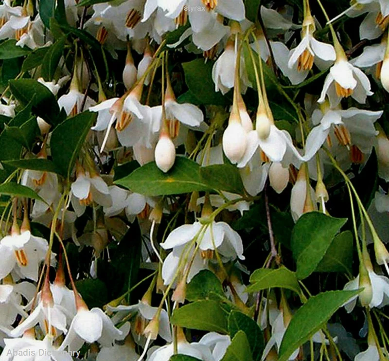 styrax