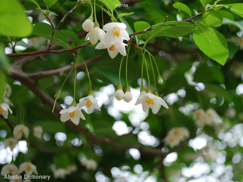 styrax