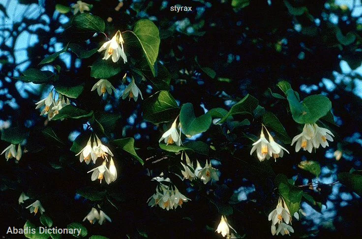styrax