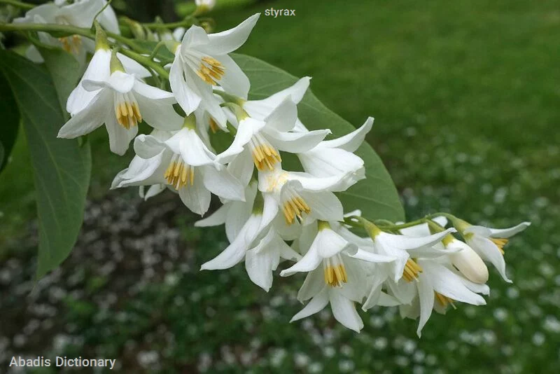 styrax