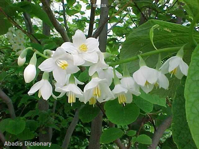 styrax