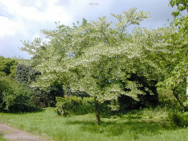 styrax