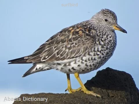 surfbird