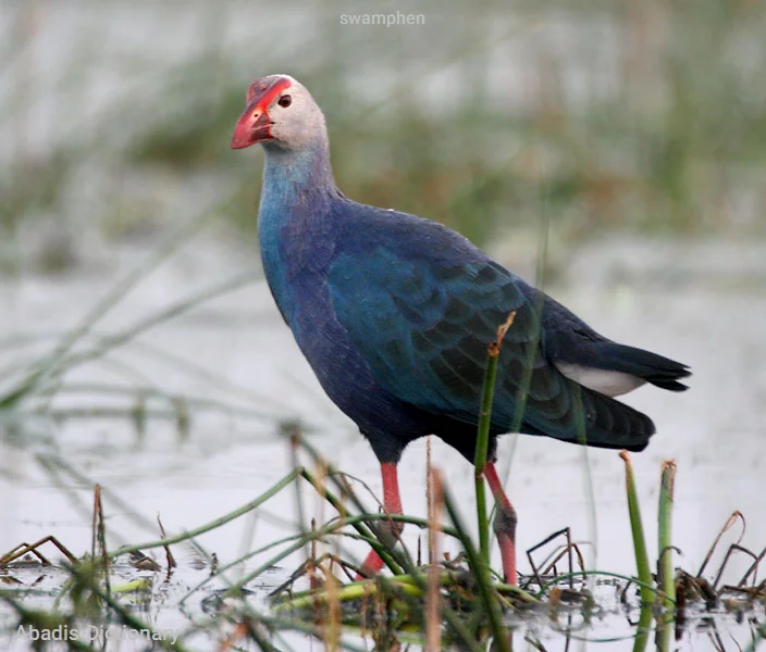 swamphen