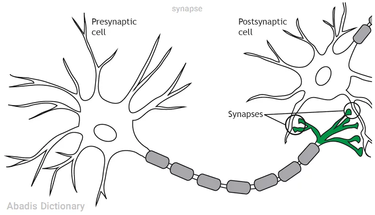 synapse