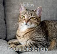 tabby