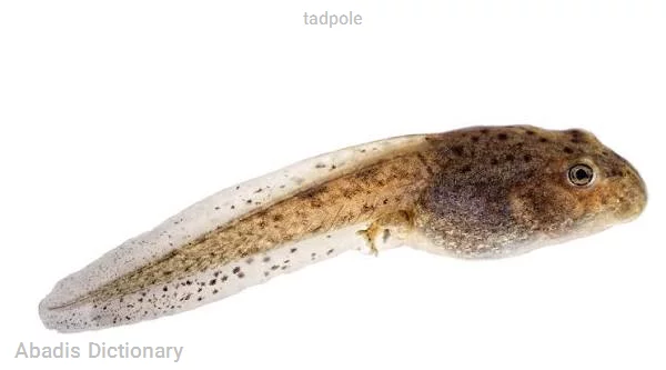 tadpole