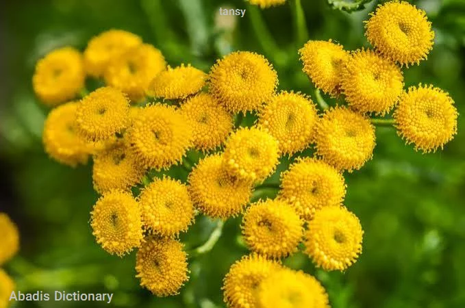 tansy